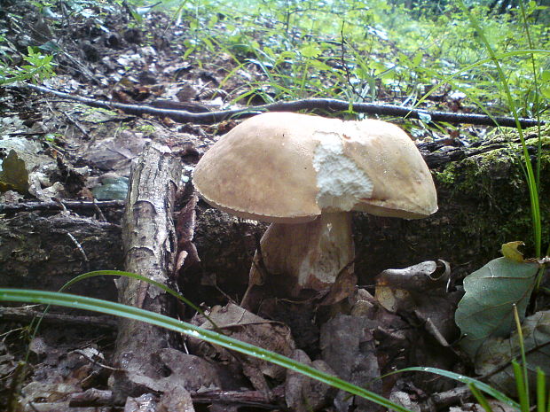 hríb dubový Boletus reticulatus Schaeff.