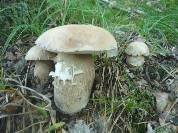 hríb dubový Boletus reticulatus Schaeff.