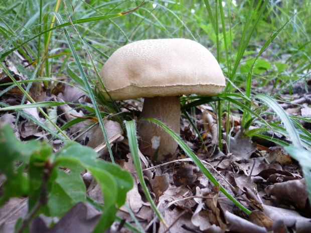 hríb dubový Boletus reticulatus Schaeff.