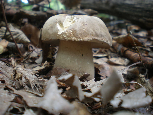 hríb dubový Boletus reticulatus Schaeff.