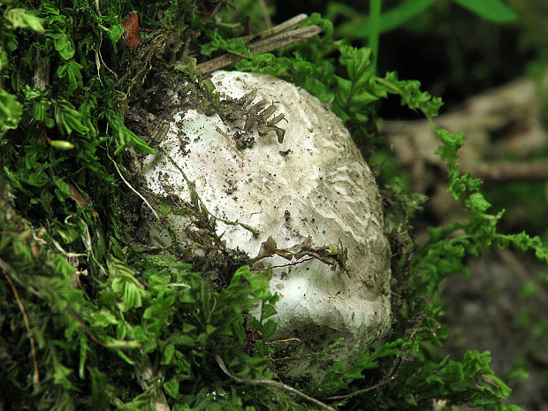 mrežovka kvetovitá Clathrus archeri (Berk.) Dring