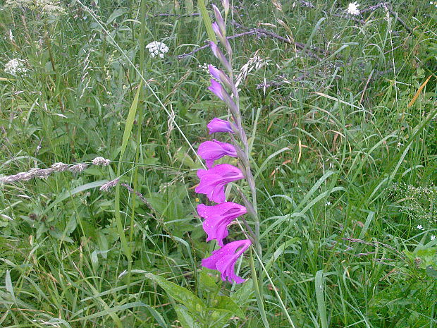 mečík škridlicovitý Gladiolus imbricatus L.