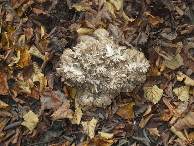 trsovnica lupeňovitá Grifola frondosa (Dicks.) Gray