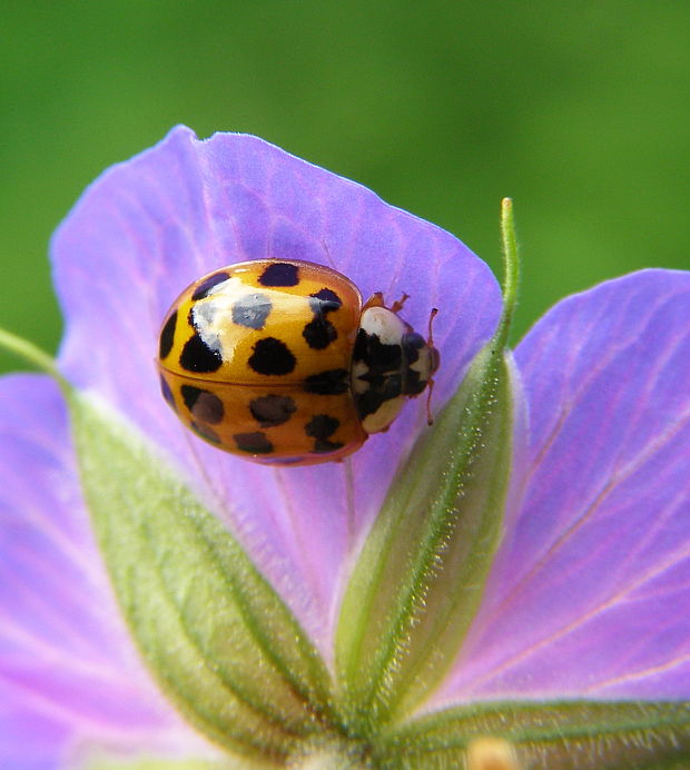 lienka Harmonia axyridis