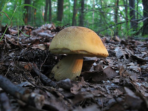 kozák žltopórový Leccinellum crocipodium (Letell.) Della Maggiora & Trassinelli