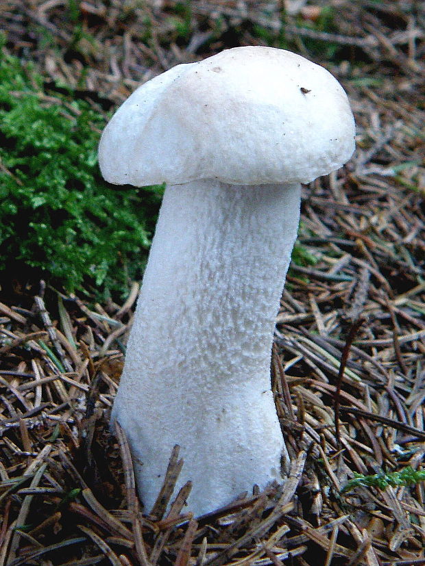 kozák biely Leccinum holopus (Rostk.) Watling