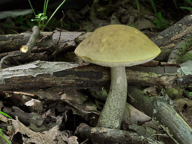 kozák hrabový Leccinum pseudoscabrum (Kallenb.) Šutara