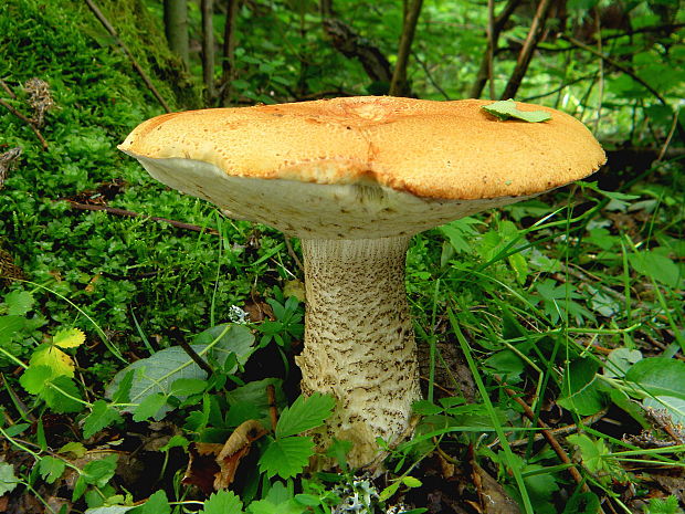 kozák Leccinum sp.