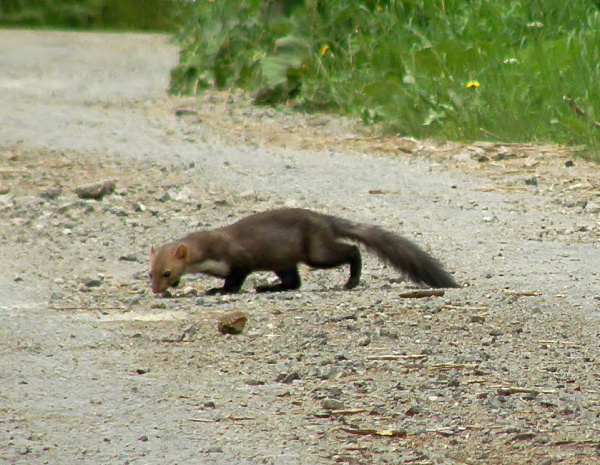 kuna skalní Martes foina