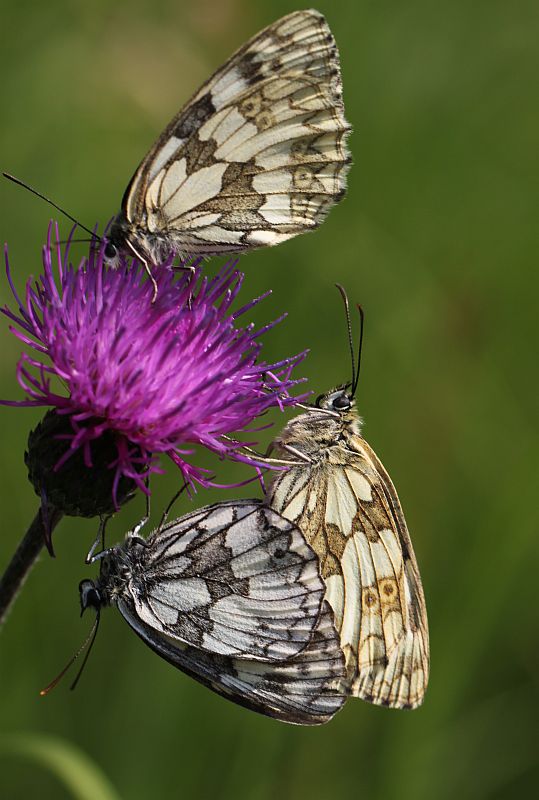 očkáň timotejkový Melanargia galathea