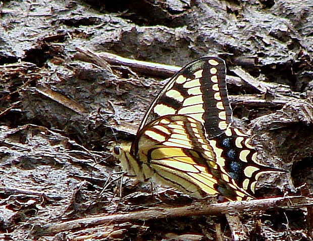 vidlochvost feniklový Papilio machaon