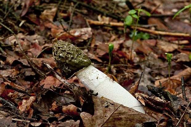 hadovka smradľavá Phallus impudicus L.