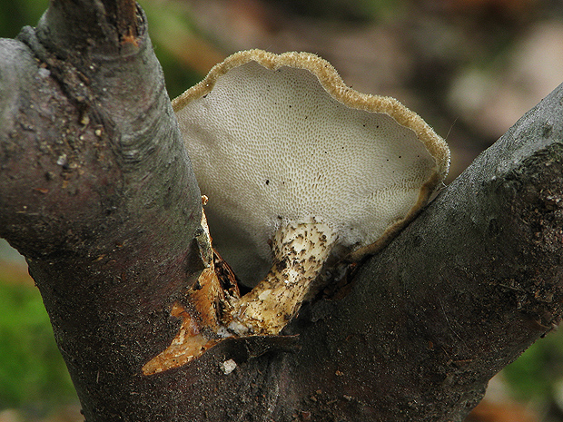 trúdnik Polyporus sp.