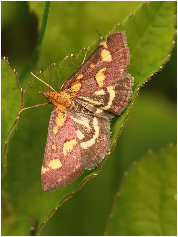 vijačka zlatoškvrná Pyrausta aurata