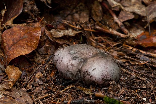 plávka modrastá ? Russula cyanoxantha? (Schaeff. ex Schw.) Fr.