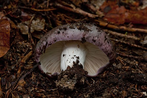 plávka modrastá ? Russula cyanoxantha? (Schaeff. ex Schw.) Fr.