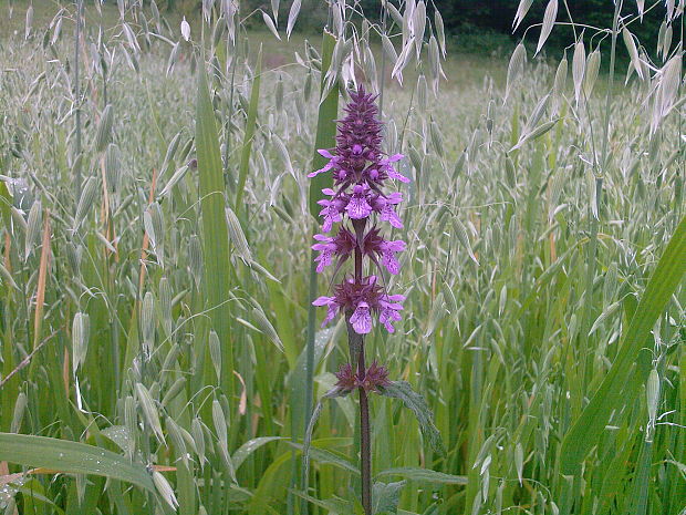 čistec močiarny Stachys palustris L.