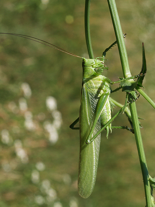 kobylka zelená  Tettigonia viridissima  Linnaeus, 1758