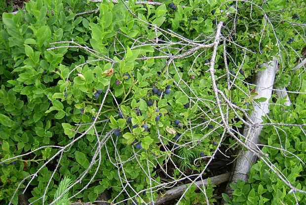 brusnica čučoriedková Vaccinium myrtillus L.