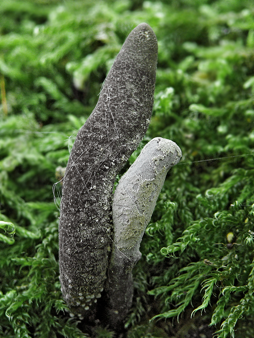 drevnatec Xylaria sp.