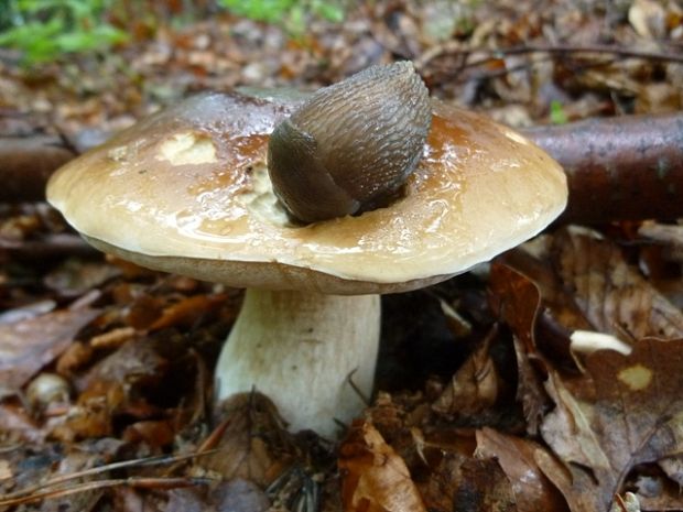 hríb smrekový Boletus edulis Bull.