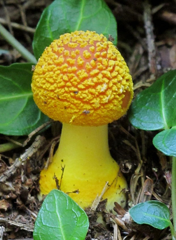 muchotrávka Amanita flavoconia