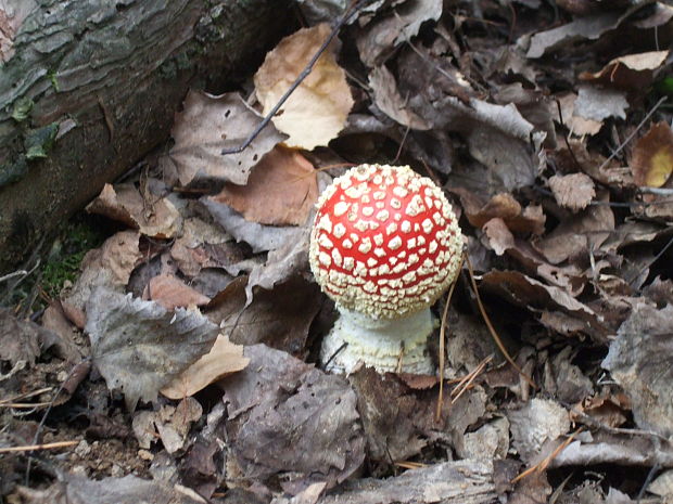 muchotrávka červená Amanita muscaria (L.) Lam.