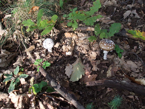 muchotrávka tigrovaná Amanita pantherina (DC.) Krombh.