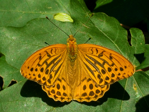 perlovec striebristopásavý   Argynnis paphia