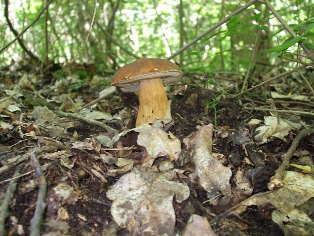 hríb bronzový Boletus aereus Bull. ex Fr.