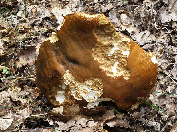 hríb bronzový Boletus aereus Bull. ex Fr.