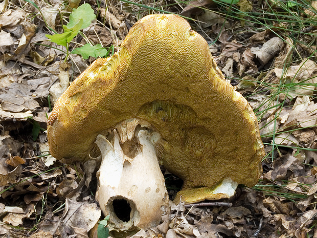 hríb bronzový Boletus aereus Bull. ex Fr.