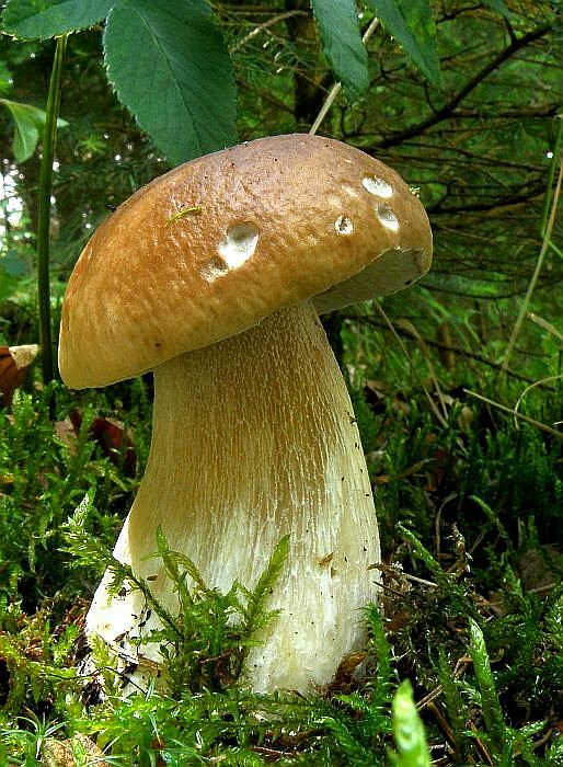 hríb smrekový Boletus edulis Bull.