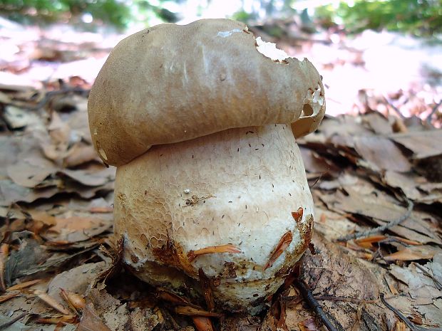 hríb dubový Boletus reticulatus Schaeff.