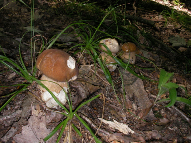 hríb dubový Boletus reticulatus Schaeff.