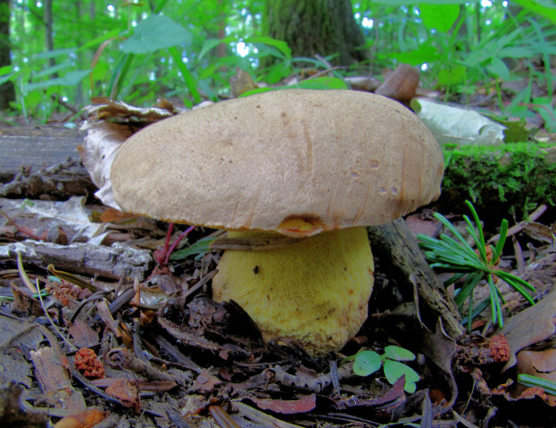 hríb horský Butyriboletus subappendiculatus (Dermek, Lazebn. & J. Veselský) D. Arora & J.L. Frank