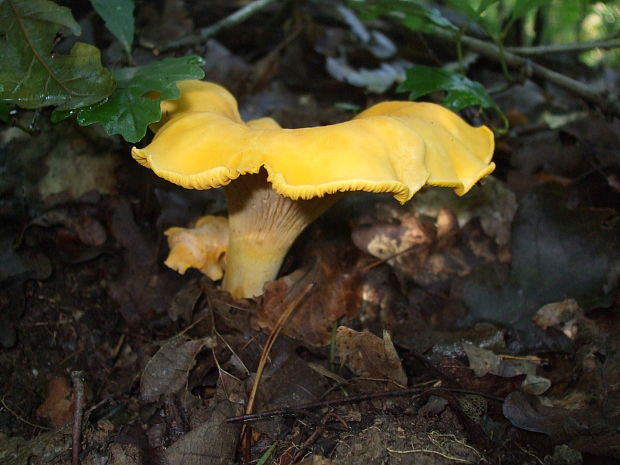 kuriatko Cantharellus sp.