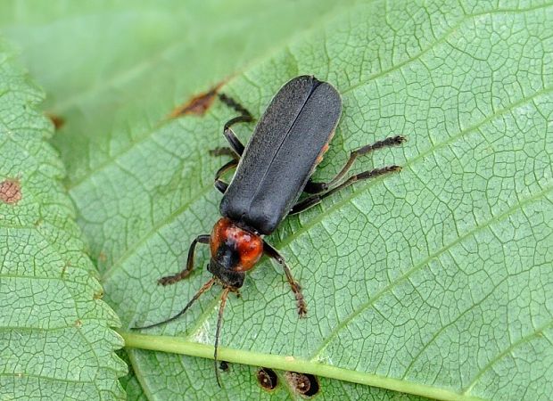 snehulčík Cantharis fusca