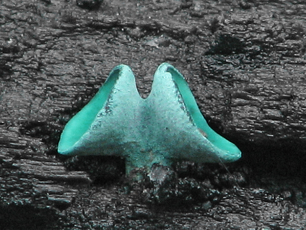 zelenica Chlorociboria sp.