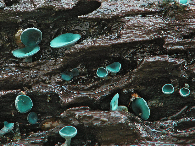 zelenica Chlorociboria sp.