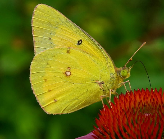 zltacik Colias eurytheme