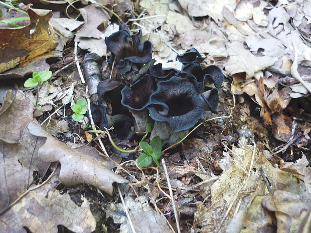 lievik trúbkovitý Craterellus cornucopioides (L.) Pers.