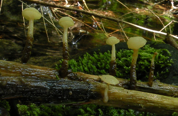 vodnička obyčajná Cudoniella clavus (Alb. & Schwein.) Dennis