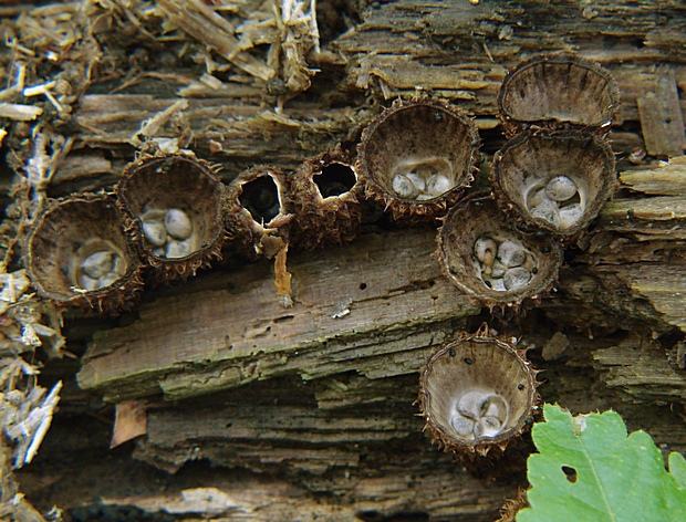 čiaškovec pásikavý Cyathus striatus (Huds.) Willd.