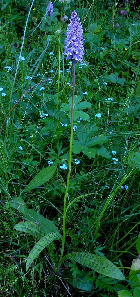 vstavačovec fuchsov pravý Dactylorhiza fuchsii subsp. fuchsii (Druce) Soó
