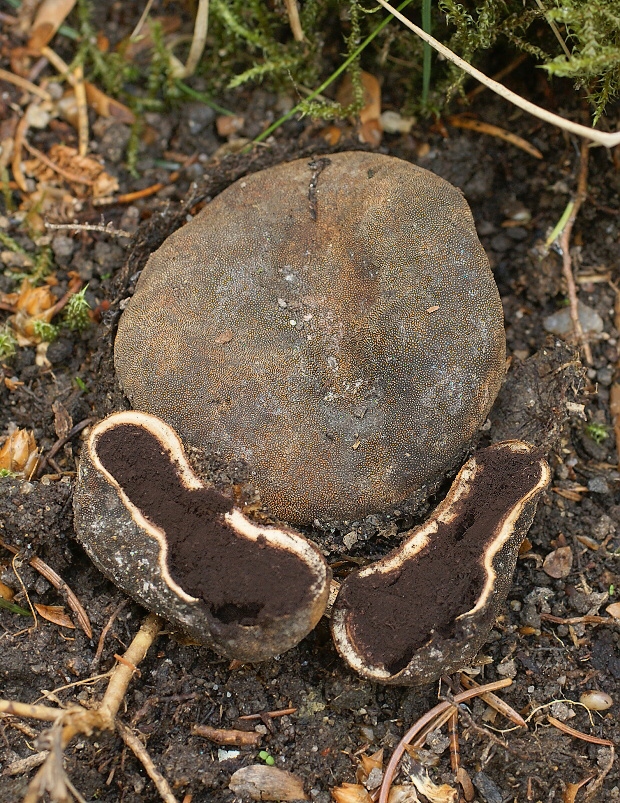 srnka obyčajná Elaphomyces granulatus Fr.