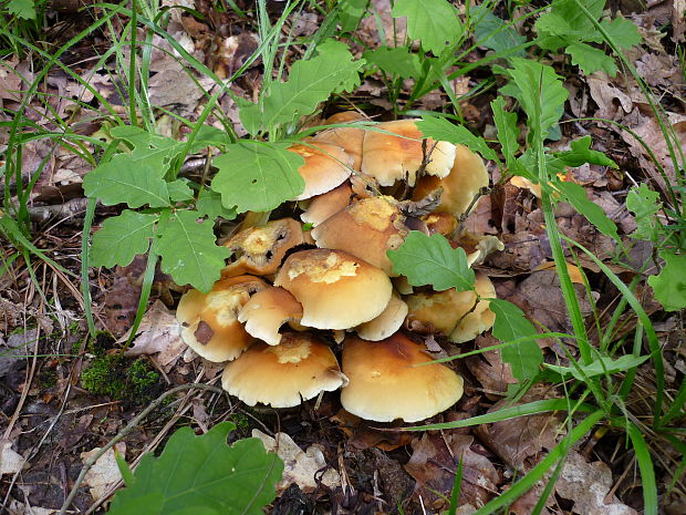 strapcovka zväzkovitá ? Hypholoma fasciculare ? (Huds.ex Fr.) Kumm.