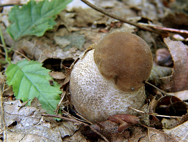 kozák hrabový Leccinum pseudoscabrum (Kallenb.) Šutara