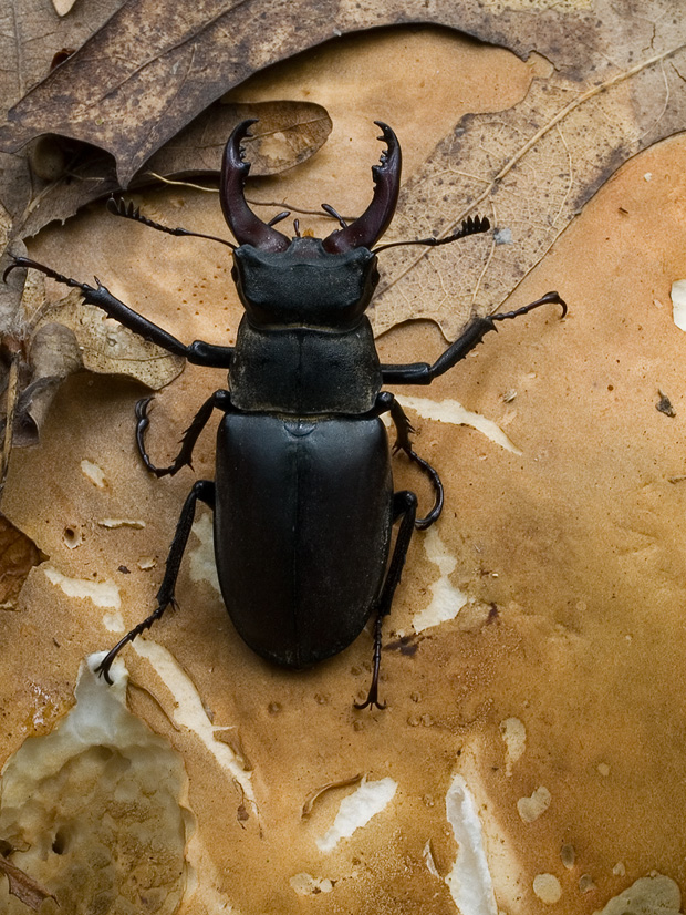 roháč veľký  Lucanus cervus