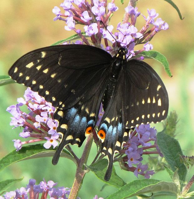 vidlochvost Papilio troilus